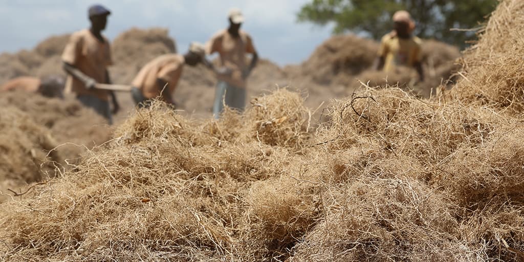 Vetiver harvest in Haiti Vetiver harvest in Haiti